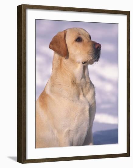 Labrador Retriever Portrait in Snow-Adriano Bacchella-Framed Photographic Print