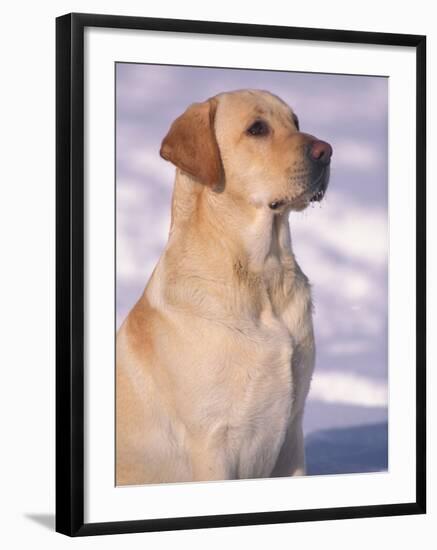 Labrador Retriever Portrait in Snow-Adriano Bacchella-Framed Photographic Print