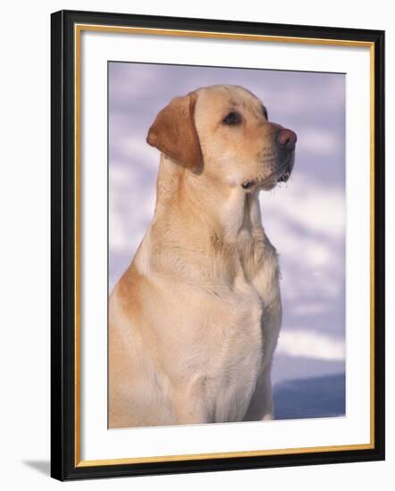 Labrador Retriever Portrait in Snow-Adriano Bacchella-Framed Photographic Print