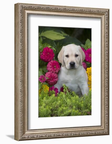 Labrador Retriever Pup-null-Framed Photographic Print