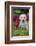 Labrador Retriever Pup-null-Framed Photographic Print