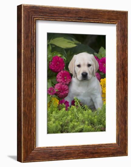 Labrador Retriever Pup-null-Framed Photographic Print