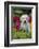 Labrador Retriever Pup-null-Framed Photographic Print