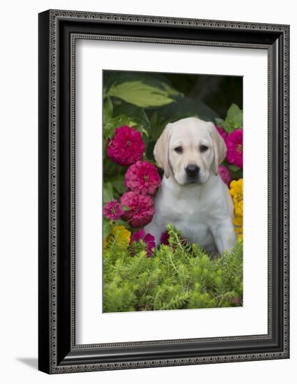 Labrador Retriever Pup-null-Framed Photographic Print