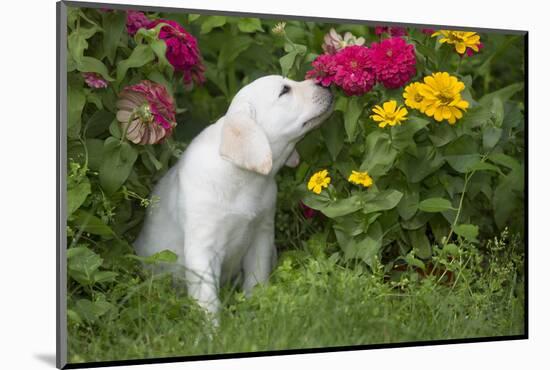 Labrador Retriever Pup-null-Mounted Photographic Print