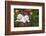 Labrador Retriever Pup-null-Framed Photographic Print