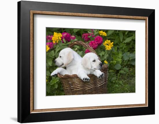 Labrador Retriever Pup-null-Framed Photographic Print