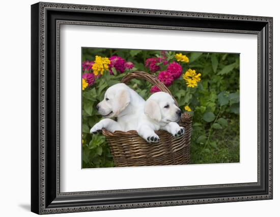 Labrador Retriever Pup-null-Framed Photographic Print