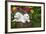 Labrador Retriever Pup-null-Framed Photographic Print