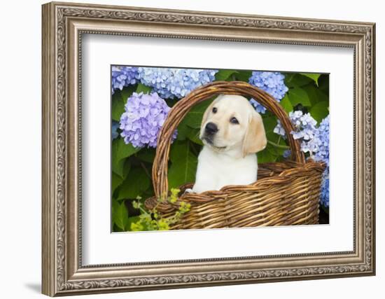 Labrador Retriever Pup-null-Framed Photographic Print