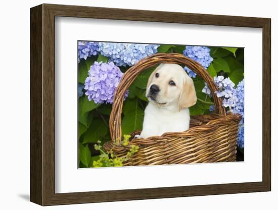 Labrador Retriever Pup-null-Framed Photographic Print