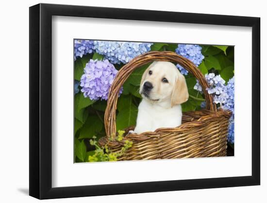 Labrador Retriever Pup-null-Framed Photographic Print