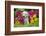 Labrador Retriever Pup-null-Framed Photographic Print