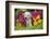 Labrador Retriever Pup-null-Framed Photographic Print