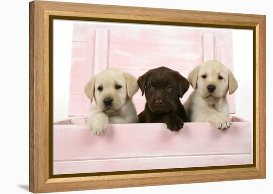 Labrador Retriever Puppies in a Wooden Box-null-Framed Premier Image Canvas