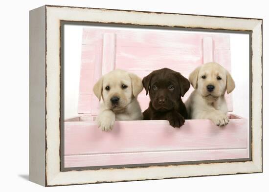 Labrador Retriever Puppies in a Wooden Box-null-Framed Premier Image Canvas