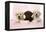 Labrador Retriever Puppies in a Wooden Box-null-Framed Premier Image Canvas