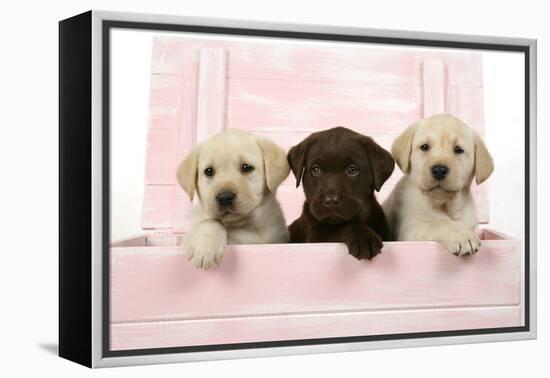 Labrador Retriever Puppies in a Wooden Box-null-Framed Premier Image Canvas