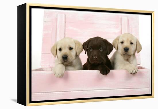 Labrador Retriever Puppies in a Wooden Box-null-Framed Premier Image Canvas