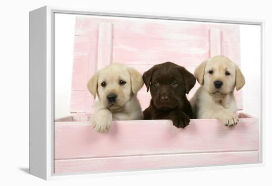 Labrador Retriever Puppies in a Wooden Box-null-Framed Premier Image Canvas