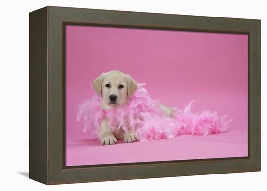 Labrador Retriever Puppy (9 Wks Old)-null-Framed Premier Image Canvas