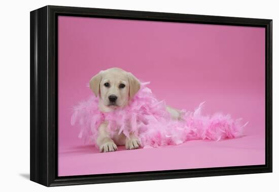 Labrador Retriever Puppy (9 Wks Old)-null-Framed Premier Image Canvas