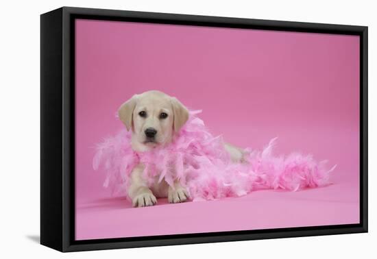 Labrador Retriever Puppy (9 Wks Old)-null-Framed Premier Image Canvas