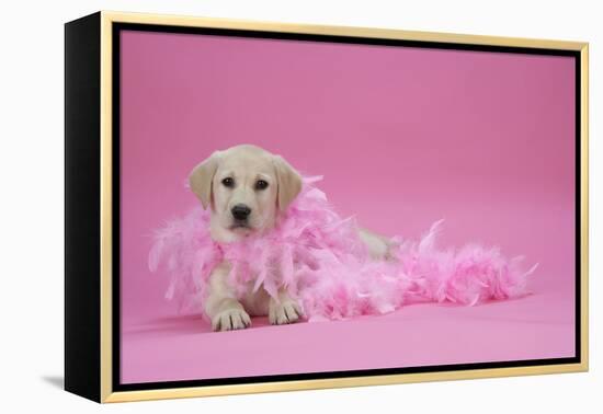 Labrador Retriever Puppy (9 Wks Old)-null-Framed Premier Image Canvas