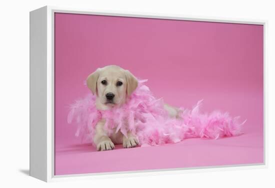 Labrador Retriever Puppy (9 Wks Old)-null-Framed Premier Image Canvas
