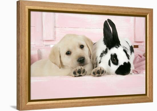 Labrador Retriever Puppy and English Rabbit-null-Framed Premier Image Canvas
