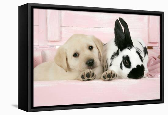 Labrador Retriever Puppy and English Rabbit-null-Framed Premier Image Canvas