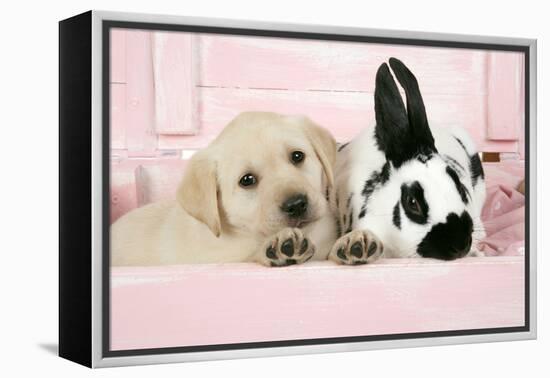 Labrador Retriever Puppy and English Rabbit-null-Framed Premier Image Canvas