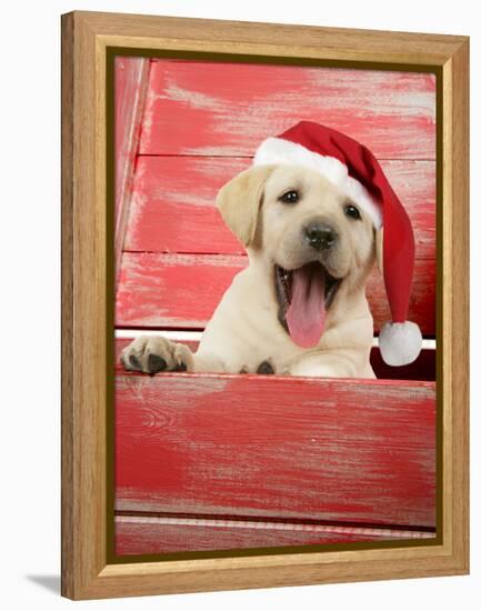 Labrador Retriever Puppy in a Wooden Box-null-Framed Premier Image Canvas