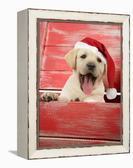 Labrador Retriever Puppy in a Wooden Box-null-Framed Premier Image Canvas