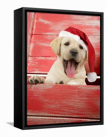 Labrador Retriever Puppy in a Wooden Box-null-Framed Premier Image Canvas