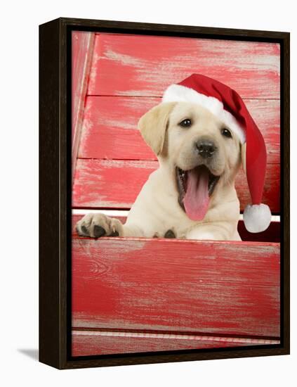 Labrador Retriever Puppy in a Wooden Box-null-Framed Premier Image Canvas