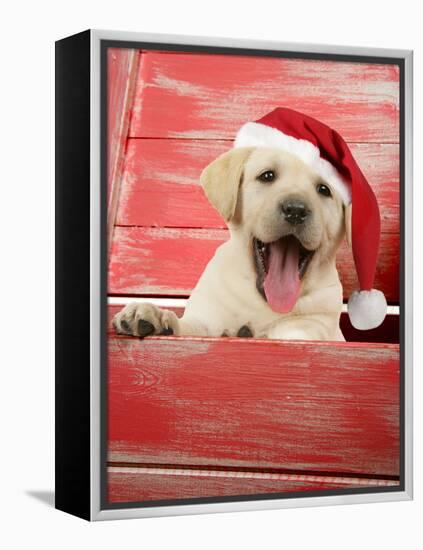 Labrador Retriever Puppy in a Wooden Box-null-Framed Premier Image Canvas