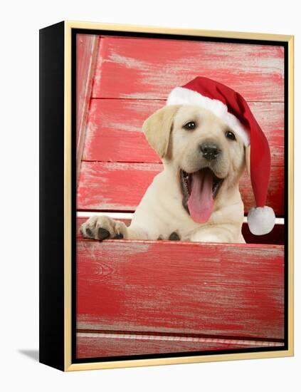 Labrador Retriever Puppy in a Wooden Box-null-Framed Premier Image Canvas