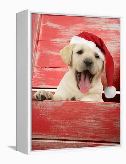 Labrador Retriever Puppy in a Wooden Box-null-Framed Premier Image Canvas