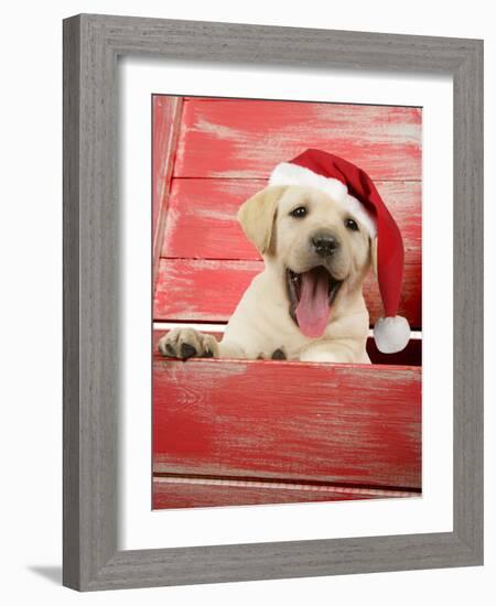 Labrador Retriever Puppy in a Wooden Box-null-Framed Photographic Print