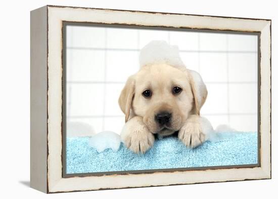 Labrador Retriever Puppy with in Bath with Soap Bubbles-null-Framed Premier Image Canvas