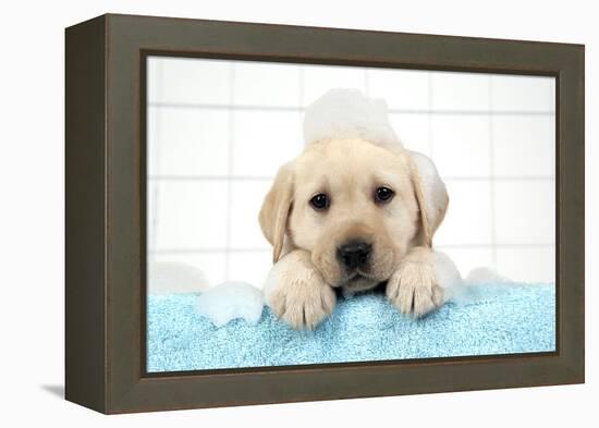 Labrador Retriever Puppy with in Bath with Soap Bubbles-null-Framed Premier Image Canvas