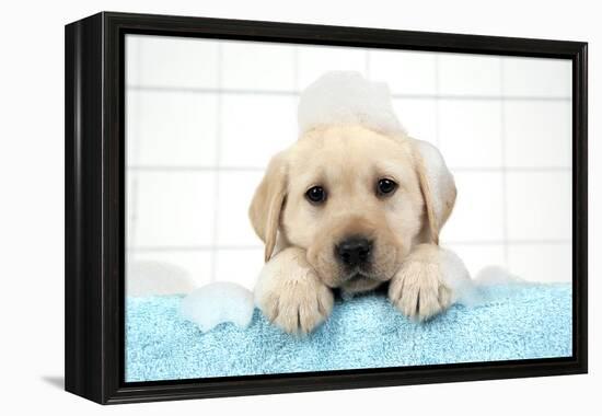 Labrador Retriever Puppy with in Bath with Soap Bubbles-null-Framed Premier Image Canvas