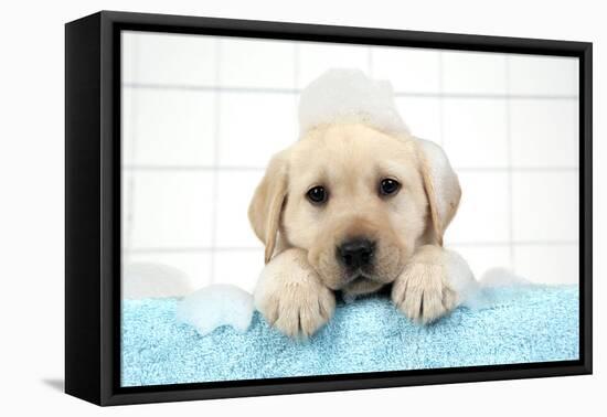 Labrador Retriever Puppy with in Bath with Soap Bubbles-null-Framed Premier Image Canvas