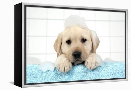 Labrador Retriever Puppy with in Bath with Soap Bubbles-null-Framed Premier Image Canvas