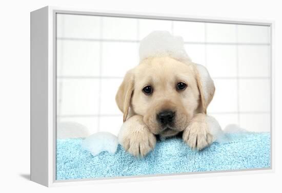 Labrador Retriever Puppy with in Bath with Soap Bubbles-null-Framed Premier Image Canvas