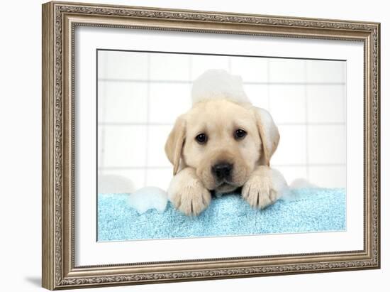 Labrador Retriever Puppy with in Bath with Soap Bubbles-null-Framed Photographic Print