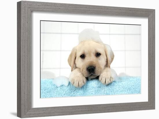 Labrador Retriever Puppy with in Bath with Soap Bubbles-null-Framed Photographic Print