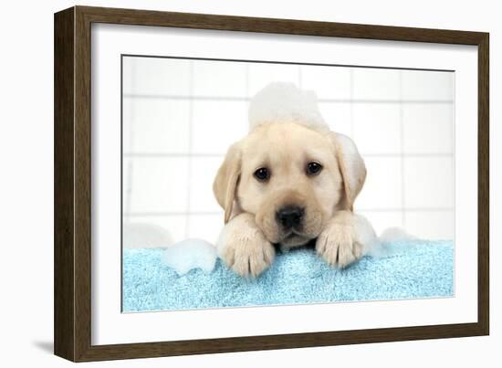 Labrador Retriever Puppy with in Bath with Soap Bubbles-null-Framed Photographic Print