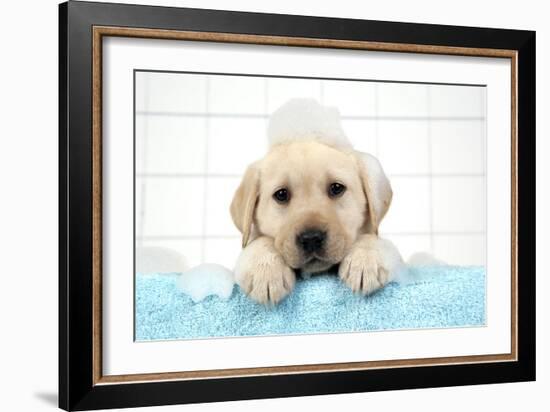 Labrador Retriever Puppy with in Bath with Soap Bubbles-null-Framed Photographic Print